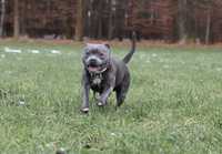 Reproduktor, staffordshire bull terrier, staffik, stafik