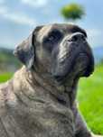 Zapowiedź miotu Cane Corso ZKwP/FCI - koniec czerwca 2025