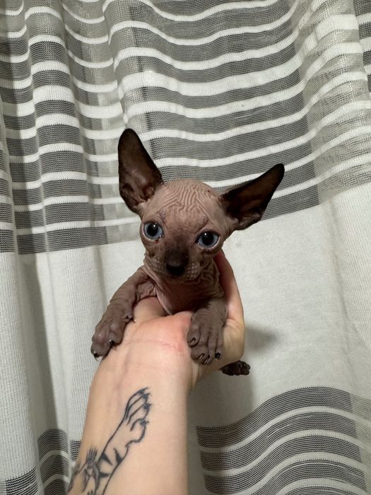 Кошенята канадського сфінкса