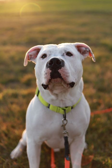 Tajson - prawdziwy kumpel w psim ciele, do adopcji