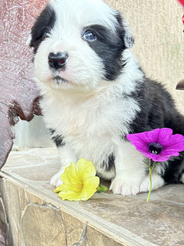Border collie - szczenię z rodowodem