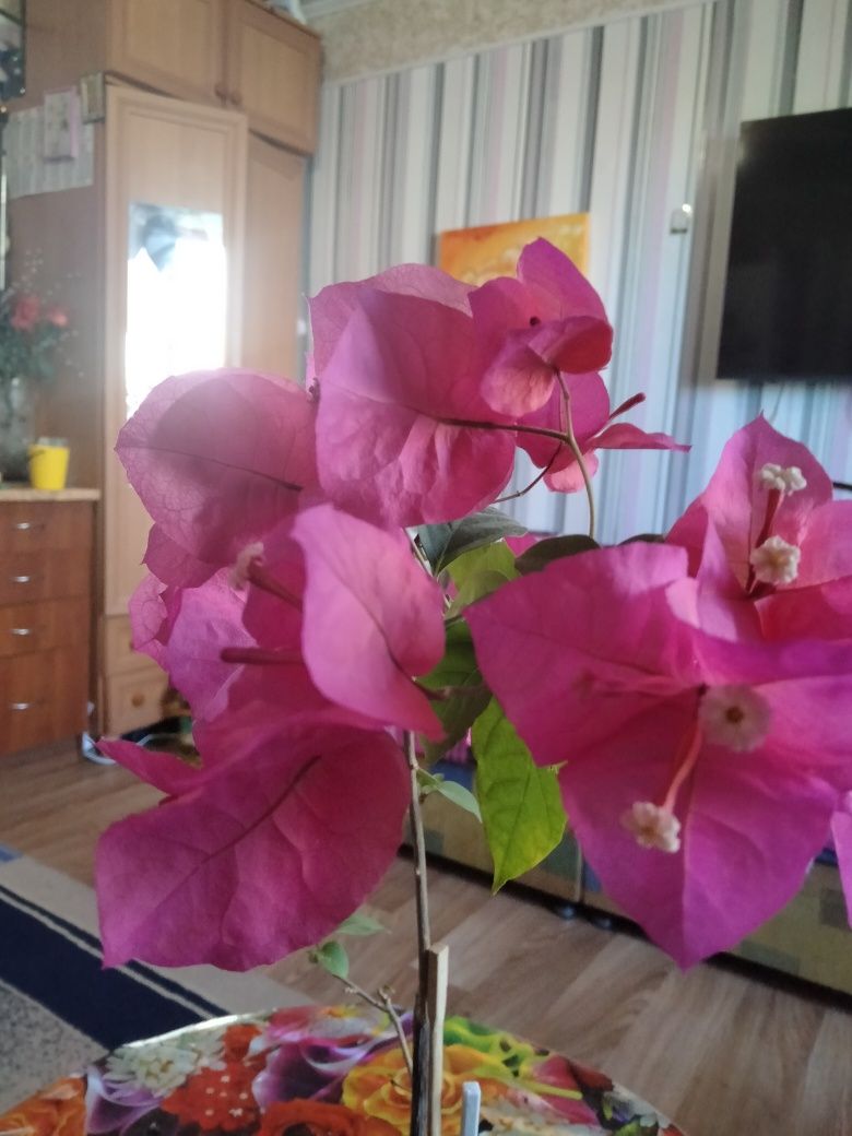 Продам подросший цветущий долго цветок,Бугенвілія