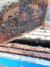 Продам бджолосім'ї з вуликами,бджоли, суш