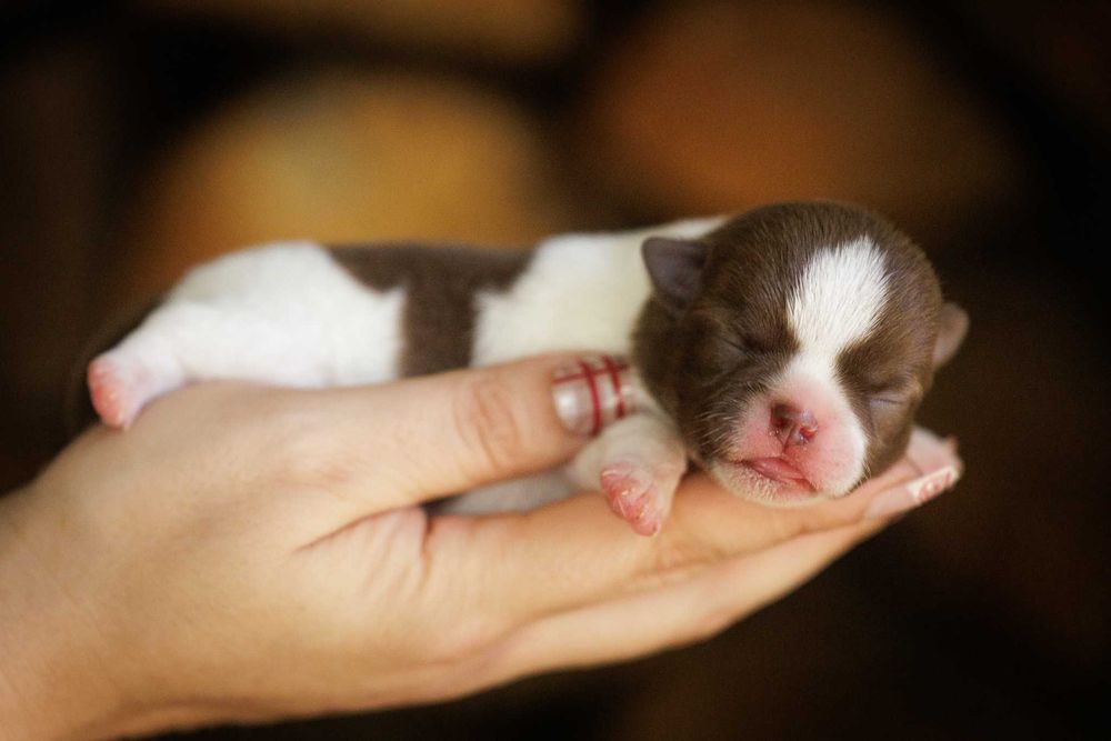 Chihuahua* Cudny chłopczyk XS choco&white