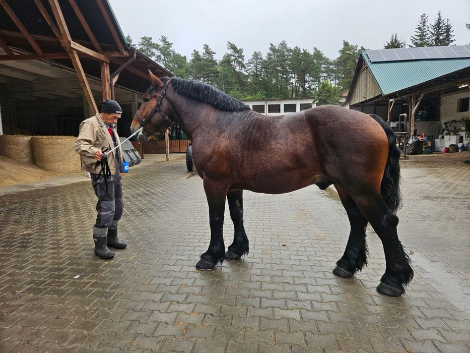 Arden szwedzki Carbon