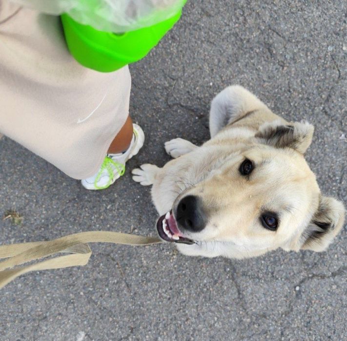 Кінолог| Корекція поведінки| Дресирування собак Кам'янське
