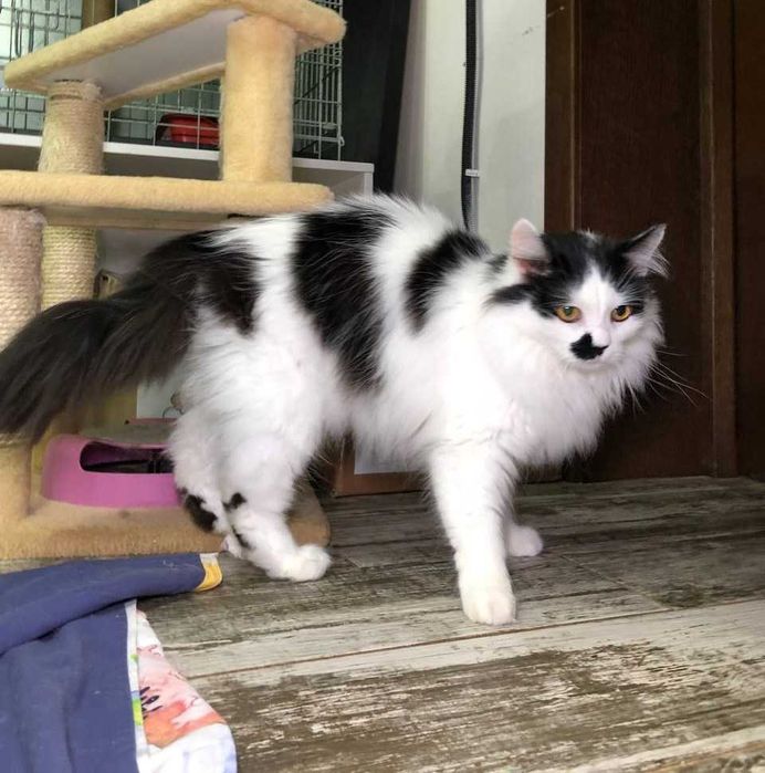 РОЗКІШНИЙ котик Матрос, лагідний, товариський муркотун!