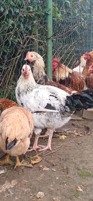 Sprzedam młode koguty