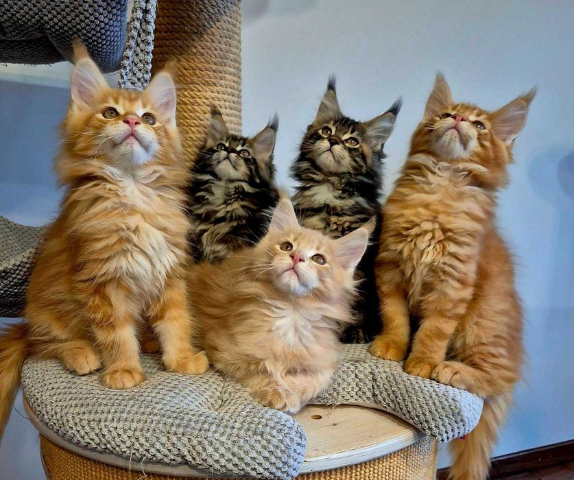 Sprzedam śliczną szylkretkę Maine coon