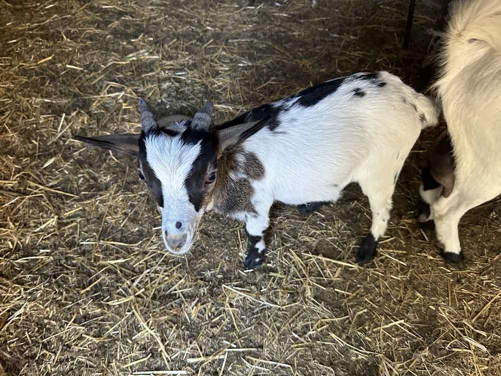 Cabrito Anão Tricolor com 3 meses