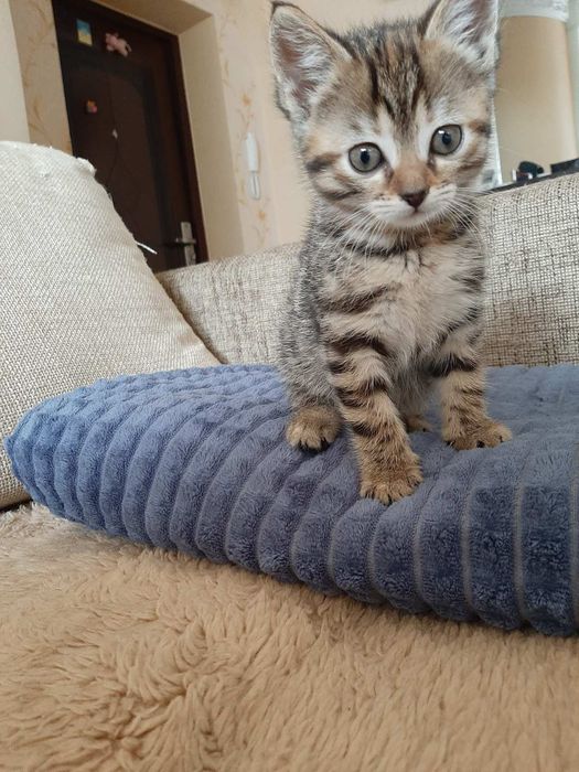 Сенсационный Тигрёнок! 1,5 месяца!