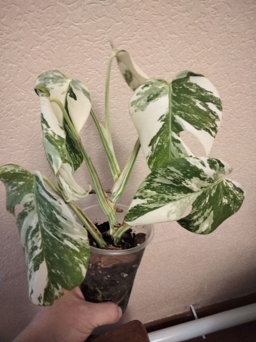 Монстера варієгатна Альба