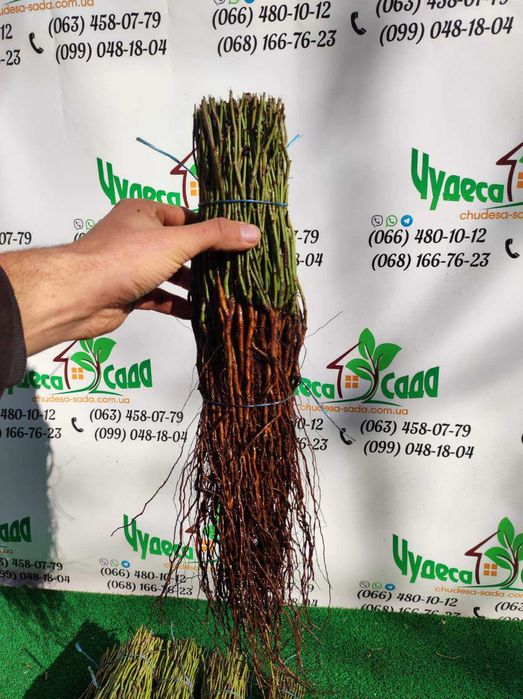 Продаю підвой/щепи: Магалепка, Шипшина, Жердель, Дюсен, Алича та інше.