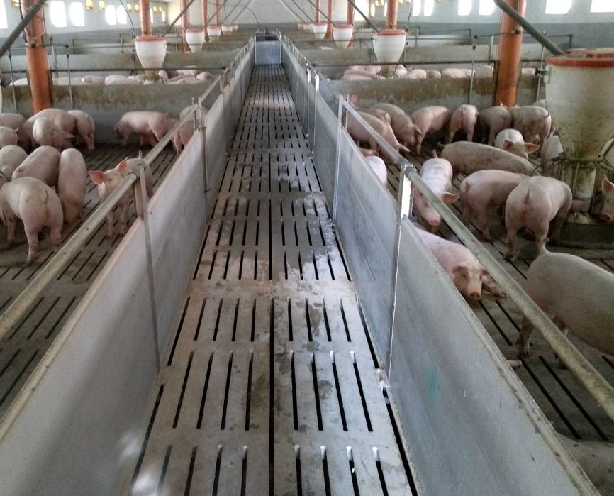 Utylizator gnojowicy. Zbiorniki poduszkowe, kanały podrusztowe, laguny