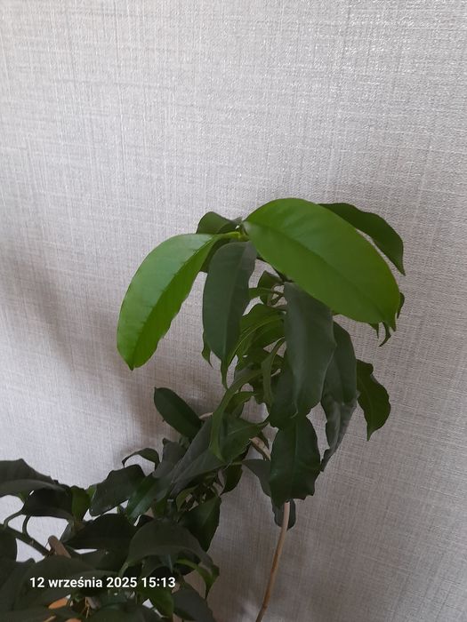 Sadzonki hoi Multiflory