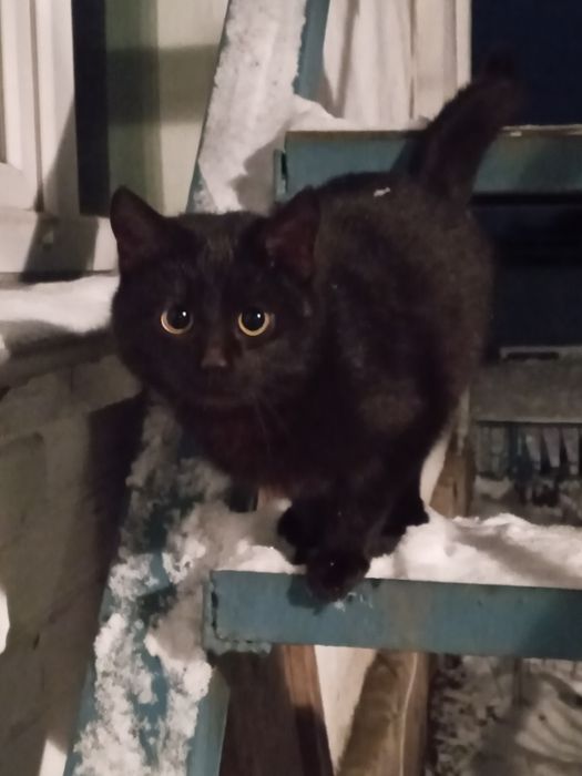 Кіцічкі в добрі руки