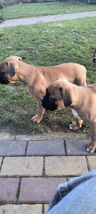 Piesek bokser rodowód