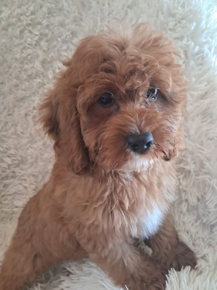 Cavapoo piesek red, mama cavalier tata pudel toy red