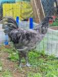 Koguty australorp
