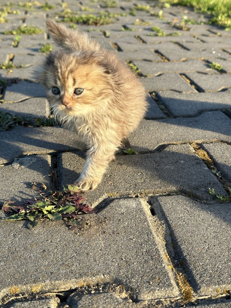 Шотландські висловухі кошенята