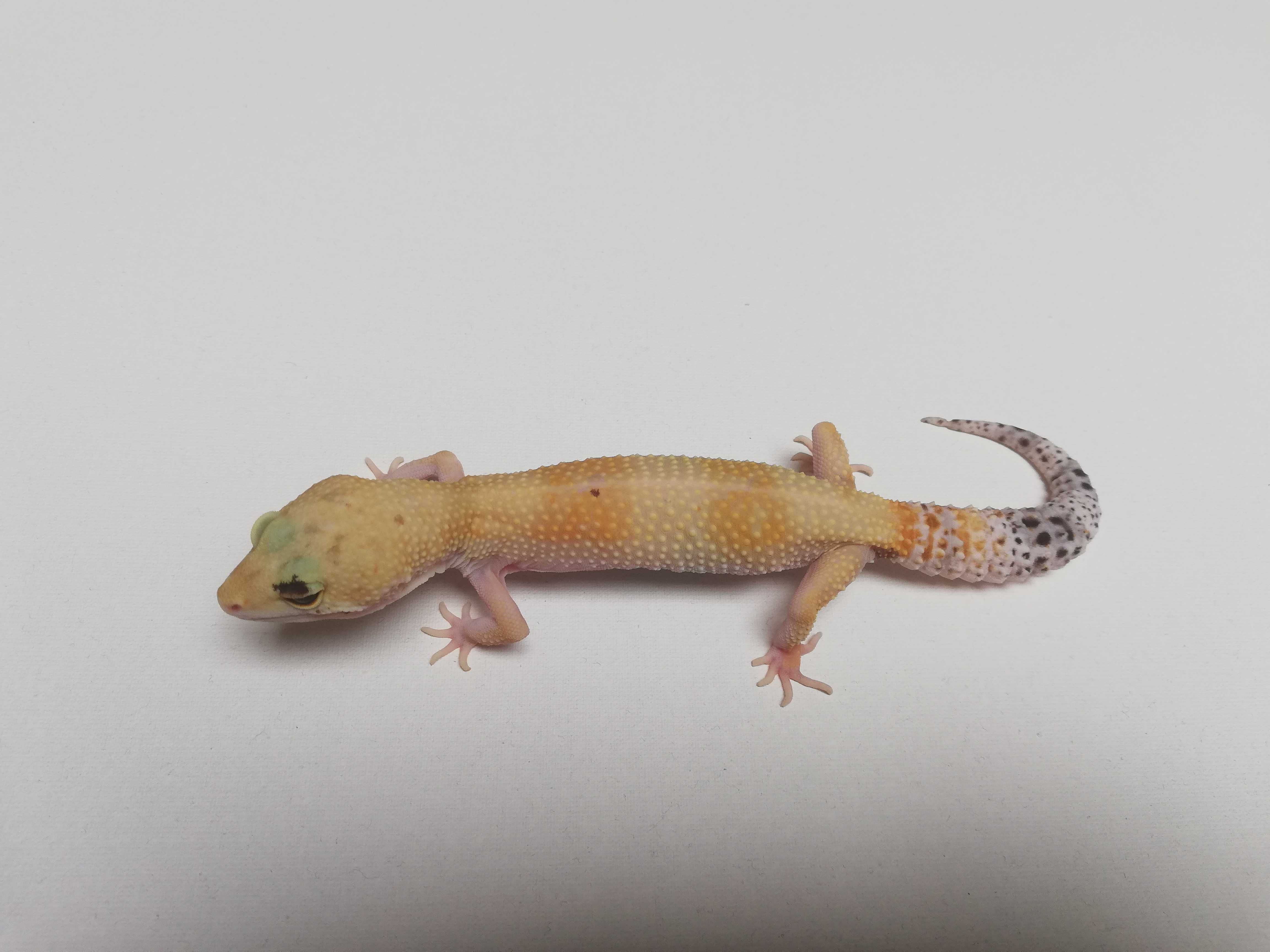 Gekon lamparci Super Hypo poss W&Y het Tremper Albino (Paradox) Samica