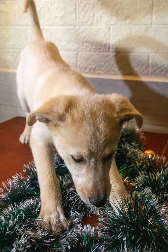 овіддам цуценя, нііжна дівчинка, 5 місяців