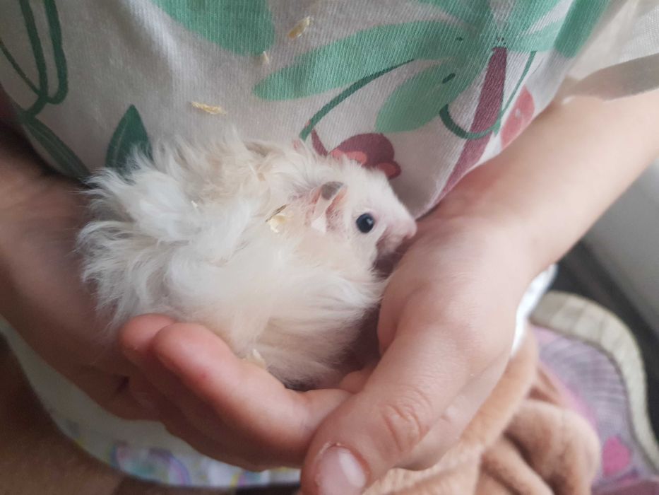 Chomiki syryjskie długowłose