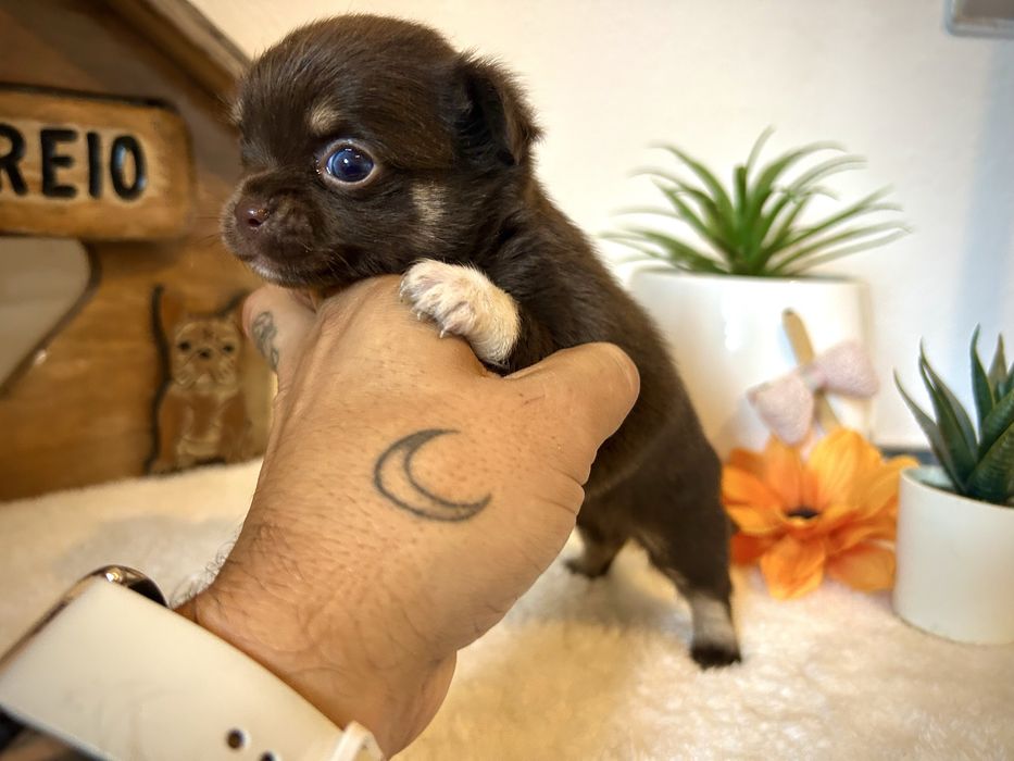 Menino chihuahua chocolate semi pelo
