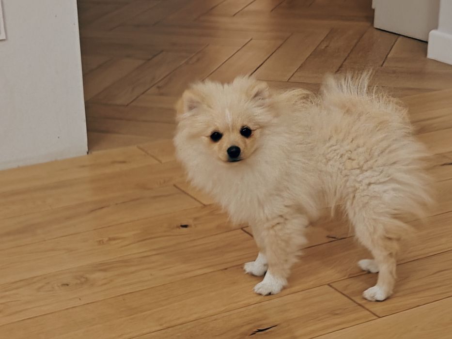 Szczeniak Szpic miniaturowy