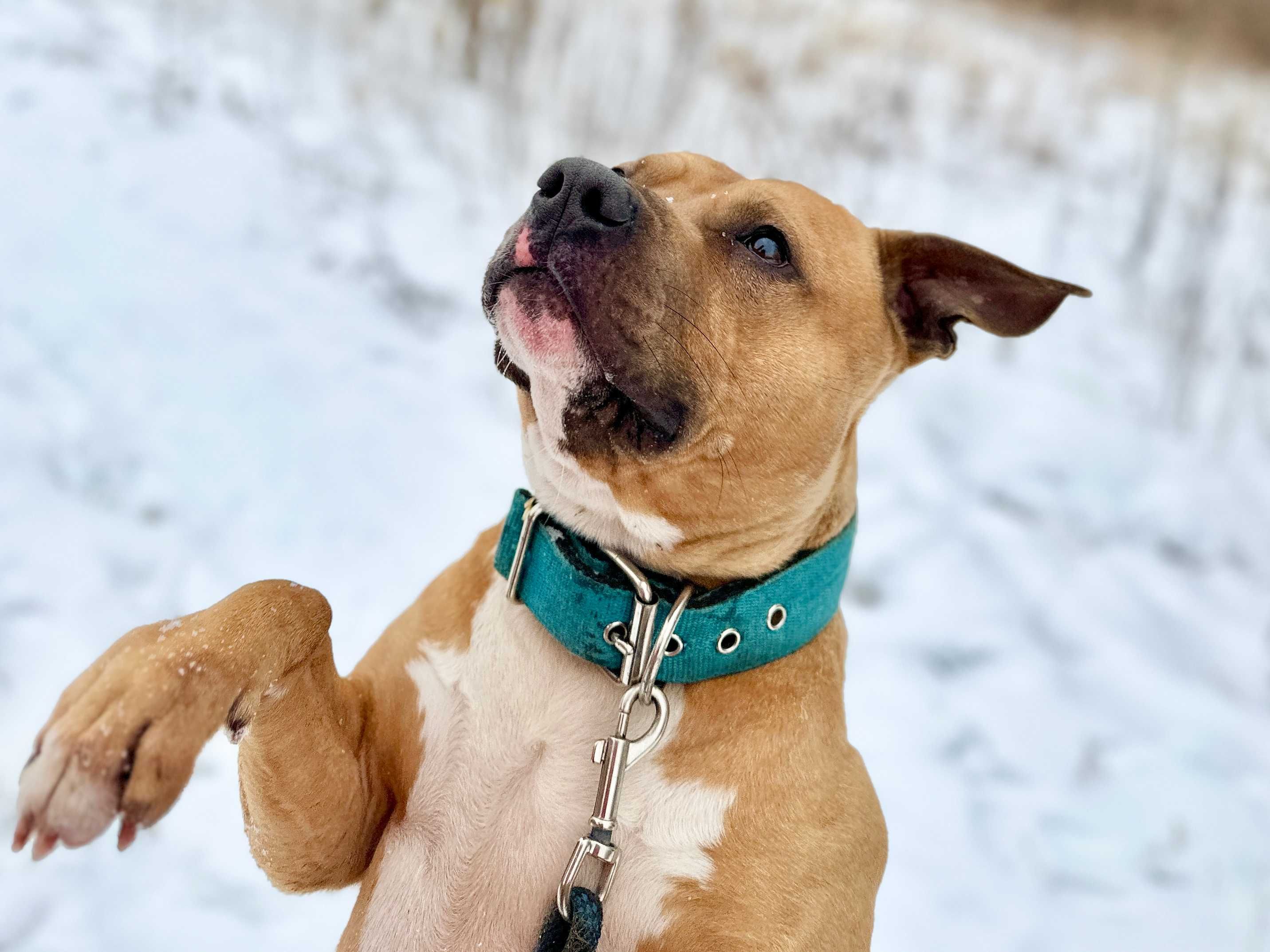 Odmień los skrzywdzonego pitbulla Rokiego