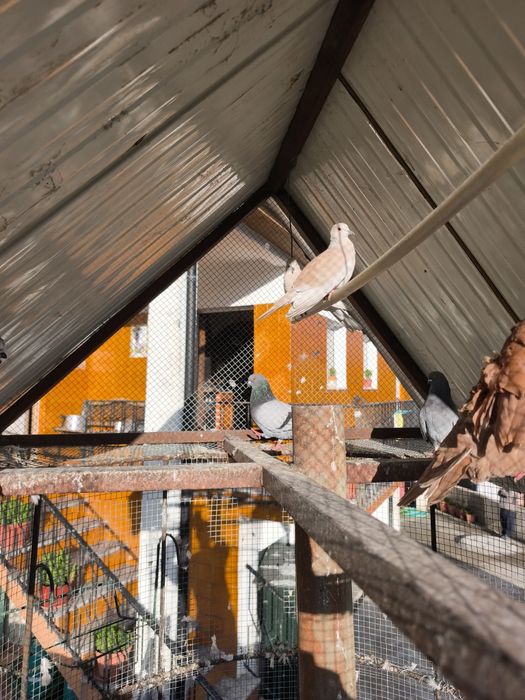 Vendo ou troco pombos de raça