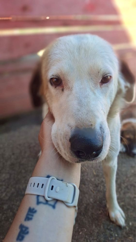 BIANCA między 1,5 a dwa lata . Około 23/25 kg suczka do adopcji