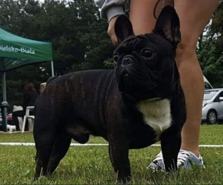 Buldog buldozek Francuski FCI ZkwP