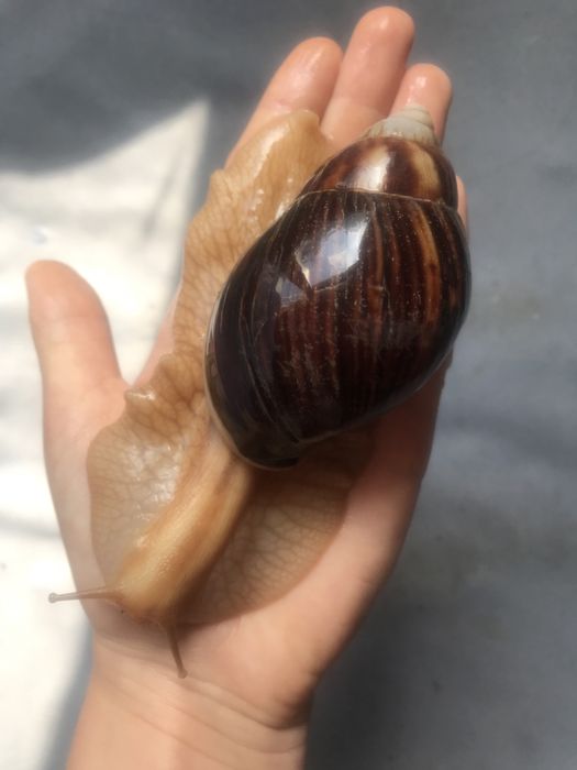 Улитки ахатина имакулята