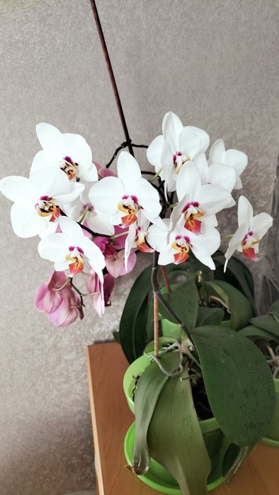 Орхидеи, фикус, жасмин