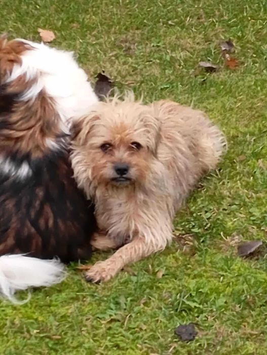 Teddy cudny psiak do adopcji