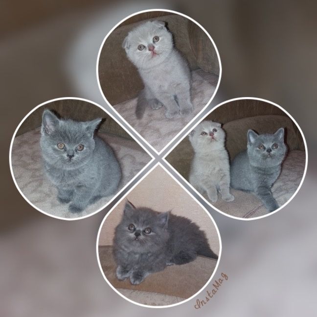 Вязка кота «Скотиш Фолд»