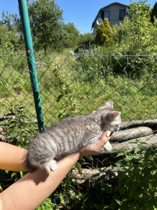 Британець котик кошеня