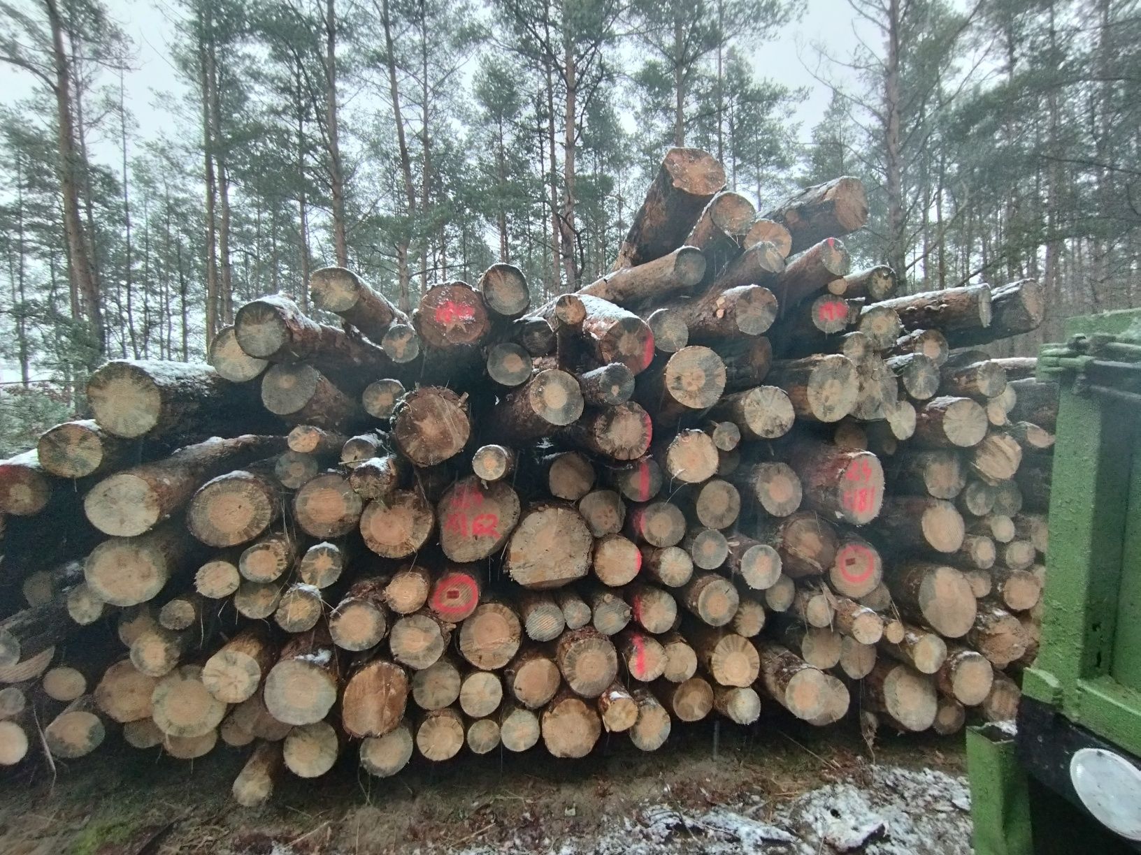 Drewno opałowe sosna