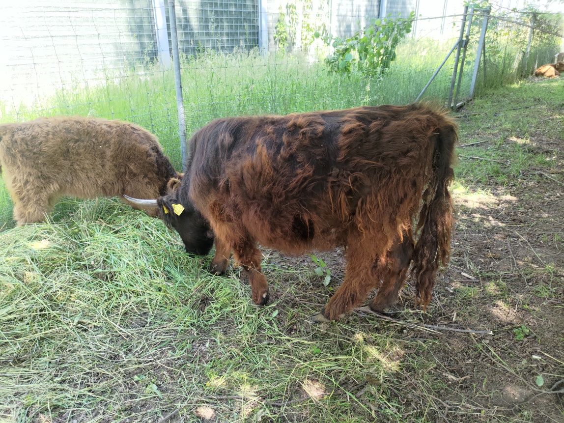 highland cattle jałówka