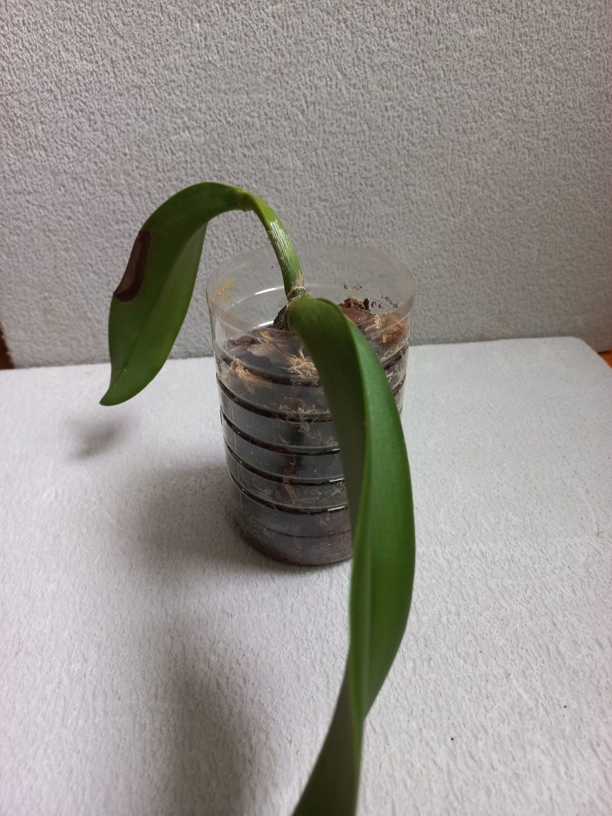 Орхидея катлея сортовая