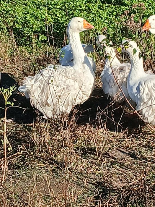 Perliczki,indyki,kogut,gęsi lamdes,sewastopolskie