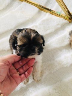 Shih tzu szczeniaczki do rezerwacji