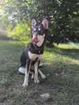 Półroczna suczka mix husky szuka domu