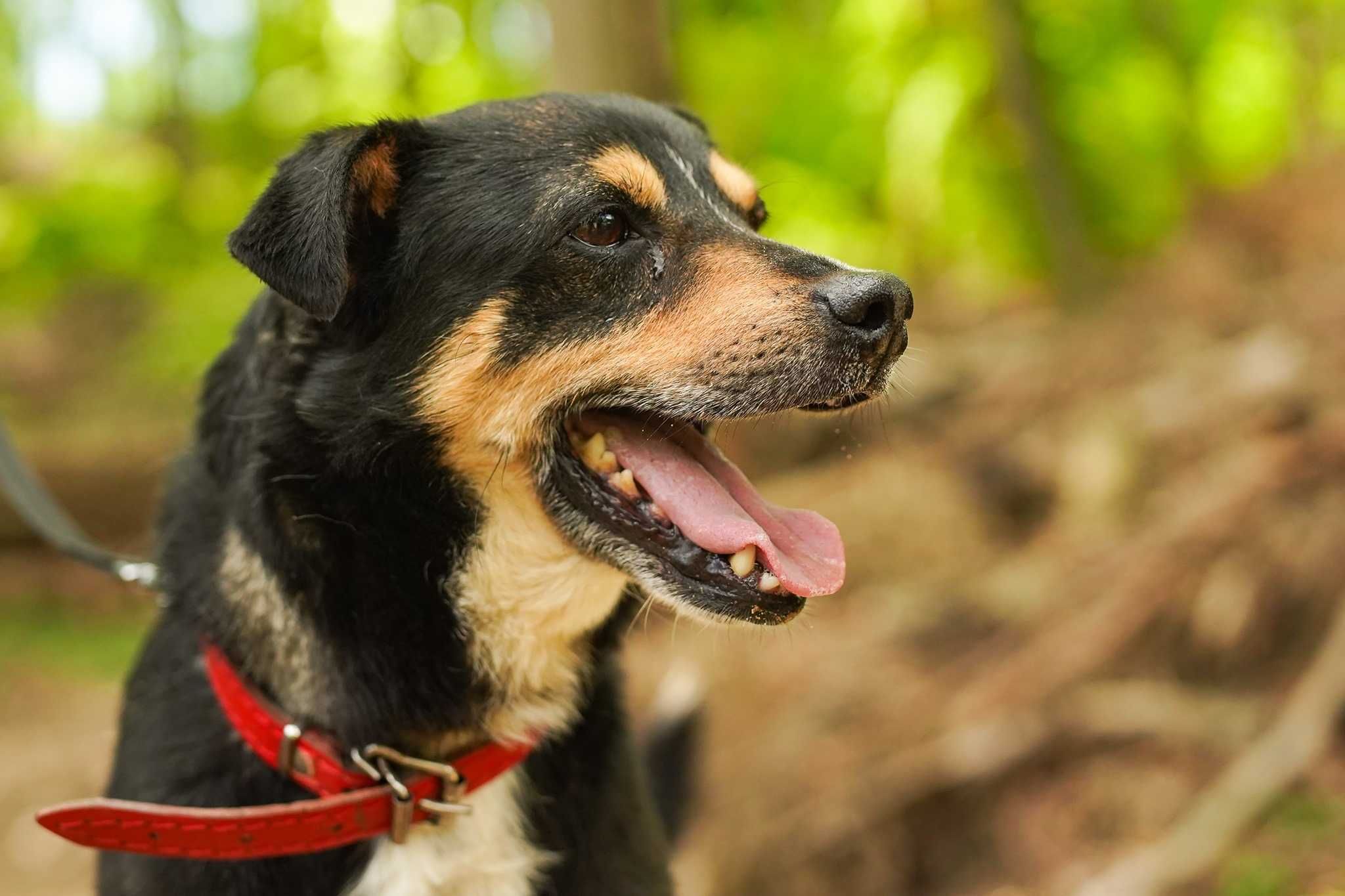 Skar szuka spokojnego domu! OTOZ Animals Schronisko Ciapkowo