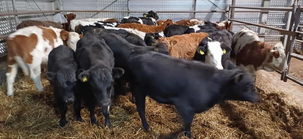 Sprzedam jałowki odsadki 22 sztuki Polskie