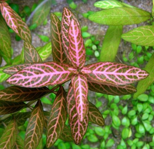 Hygrophila rosanervig RARYTAS