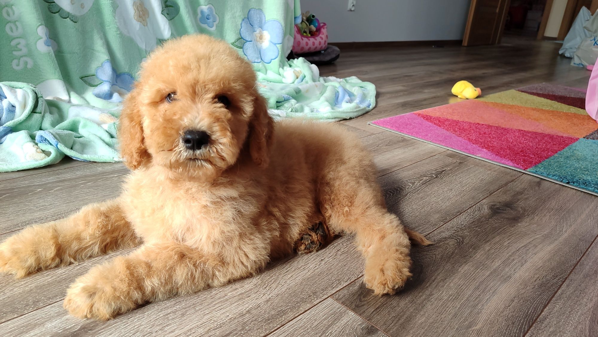 Goldendoodle F1b