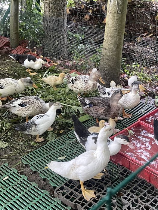 Kaczki francuskie (pizmowe)