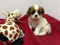 Cavalier King Charles Spaniel macho blenheim